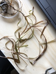 Potamogeton obtusifolius