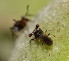 Sphyracephala beccarii