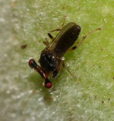 Sphyracephala beccarii