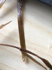Potamogeton obtusifolius