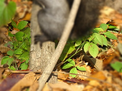 Euonymus maximowiczianus