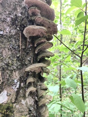 Cerrena unicolor