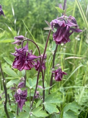 Aquilegia atrata