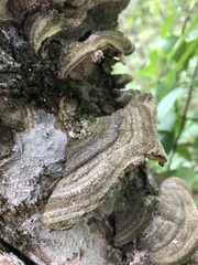 Cerrena unicolor
