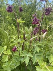 Aquilegia atrata