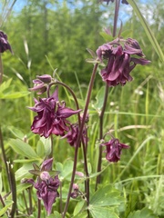 Aquilegia atrata