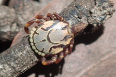 Amblyomma hebraeum