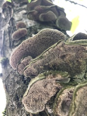 Cerrena unicolor