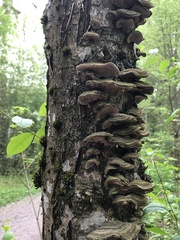 Cerrena unicolor