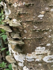 Cerrena unicolor