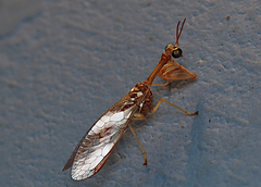 Mantispa