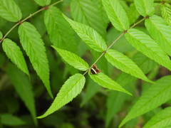 Choreutis xanthogramma