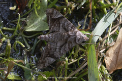 Acosmeryx naga