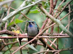 Campylopterus falcatus