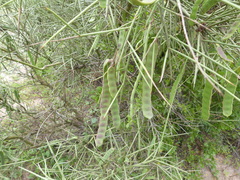 Prosopis sericantha