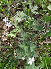 Geranium asiaticum