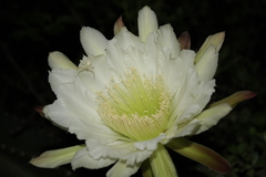 Cereus jamacaru image