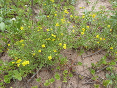 Scoparia montevidensis