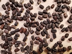 Indigofera heterantha