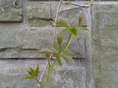 Parthenocissus quinquefolia
