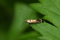 Phyllonorycter klemannella