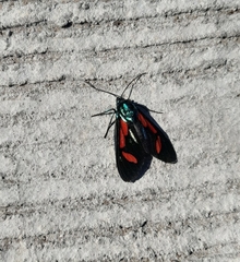 Cyanopepla pretiosa