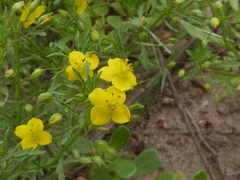 Scoparia montevidensis