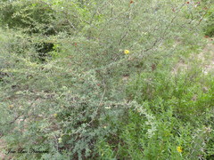 Prosopis reptans