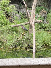 Butorides virescens image