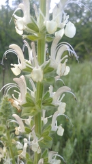 Salvia austriaca