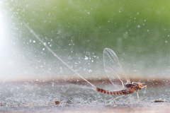 Baetis rhodani