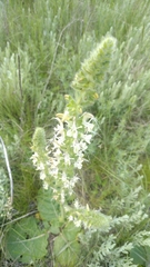 Salvia austriaca