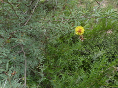 Prosopis reptans