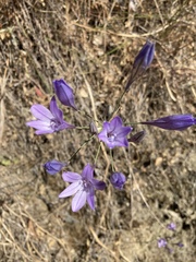 Triteleia