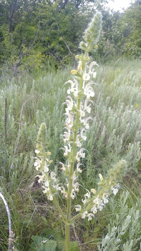 Image of Salvia revelata by no rights reserved