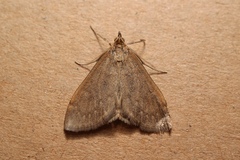 Anania fuscalis