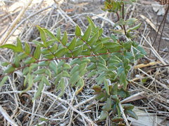 Cheilanthes viridis