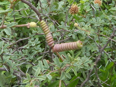 Prosopis reptans