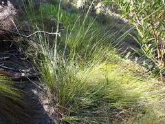 Schoenus graciliculmis