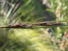 Schoenus graciliculmis