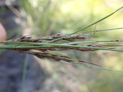 Schoenus graciliculmis