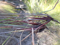 Schoenus graciliculmis