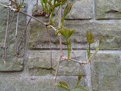 Parthenocissus quinquefolia