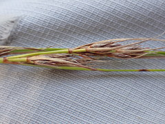 Schoenus graciliculmis