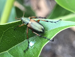 Macrodactylus sericinus