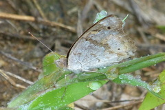 Junonia hierta hierta
