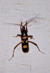 Ectomocoris quadriguttatus