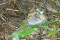 Junonia hierta hierta