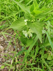 Lamium album