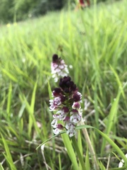 Neotinea ustulata ustulata